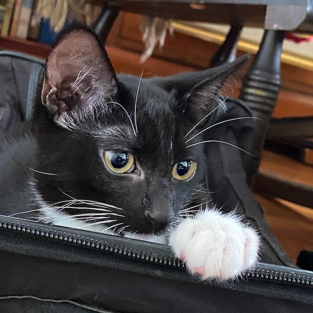Nori, Young Female Domestic Short Hair