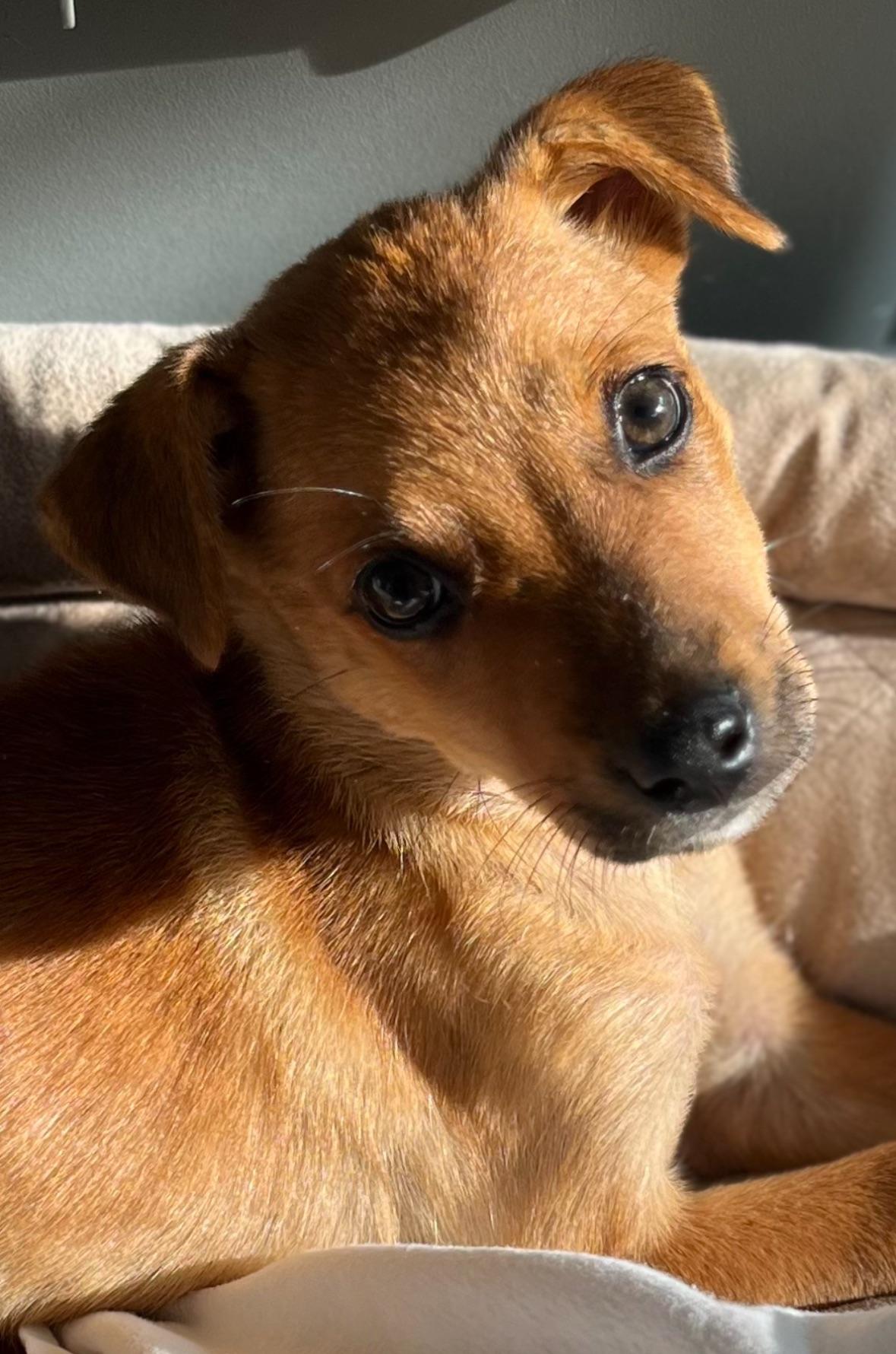 Martini  The Tiny