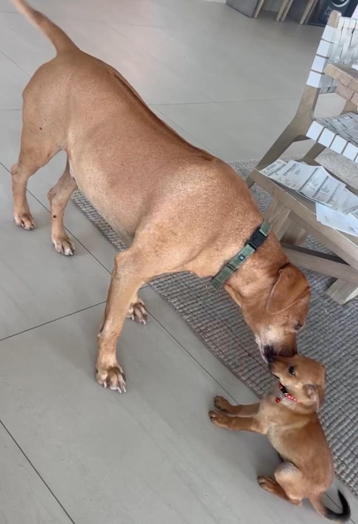 Martini  The Tiny thumbnail 3