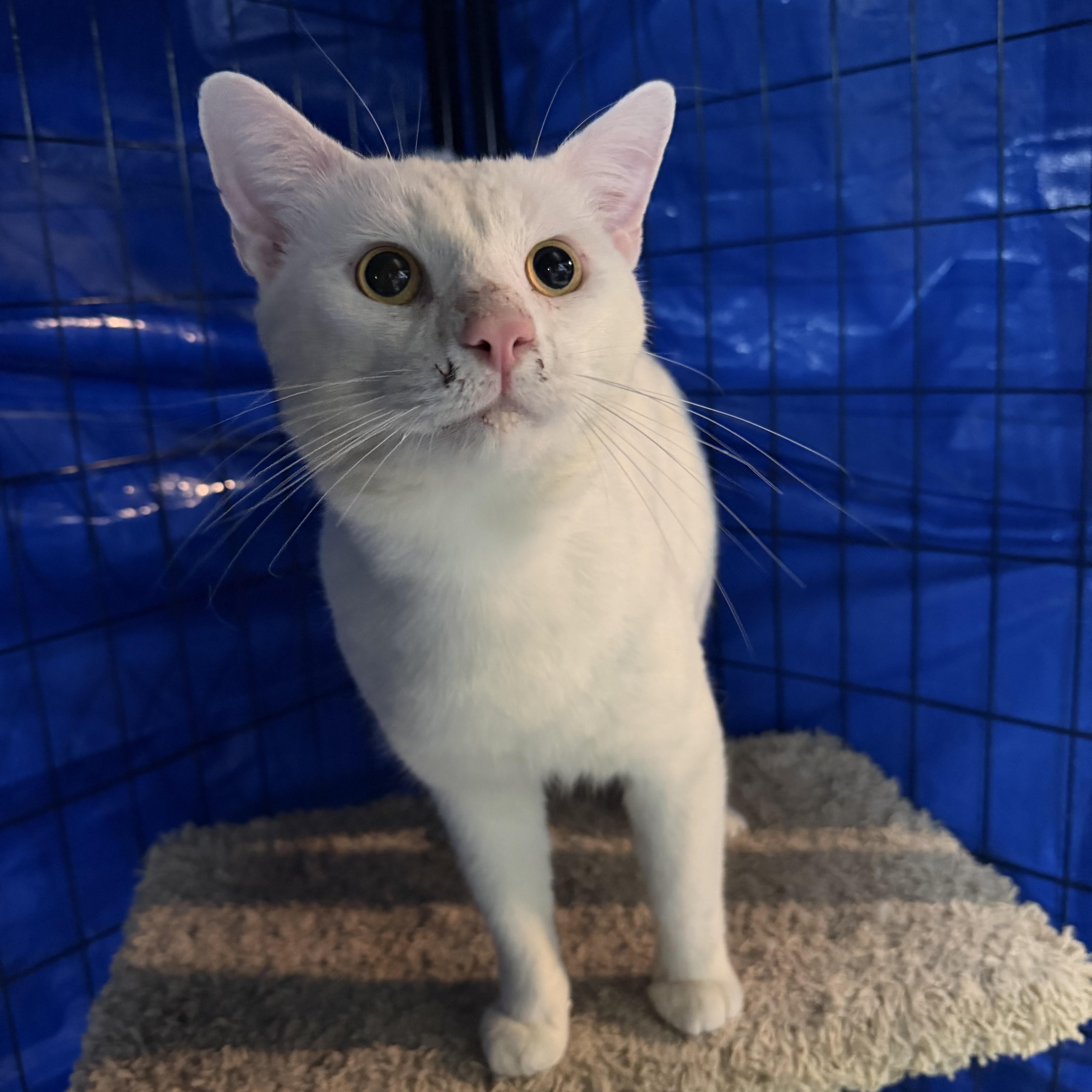 Enlarge Jerome, a ADOPTABLE Domestic Short Hair in Verona, PA image 3/3