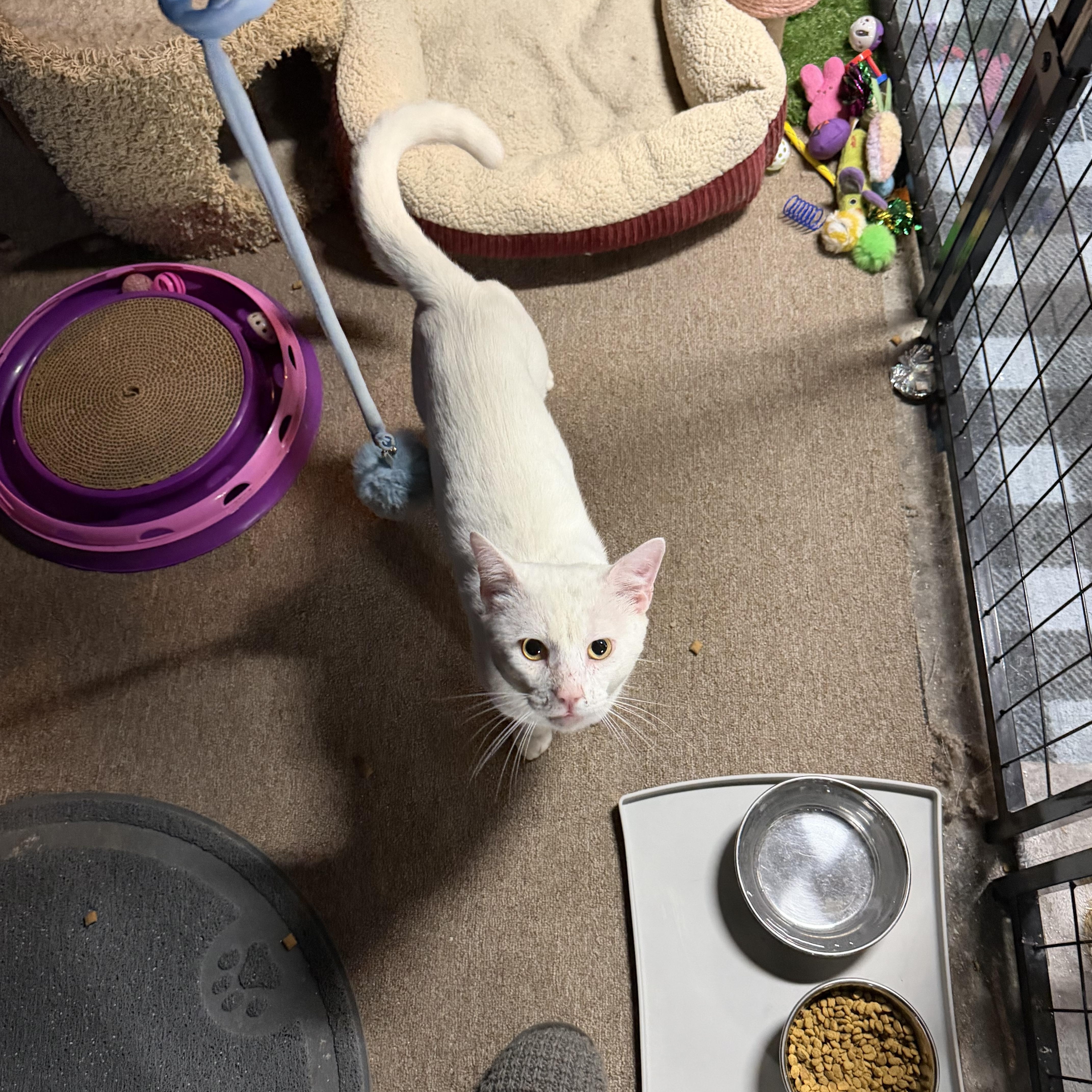 Enlarge Jerome, a ADOPTABLE Domestic Short Hair in Verona, PA image 1/3