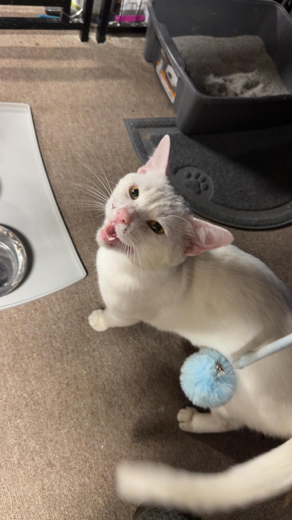 Enlarge Jerome, a ADOPTABLE Domestic Short Hair in Verona, PA image 2/3