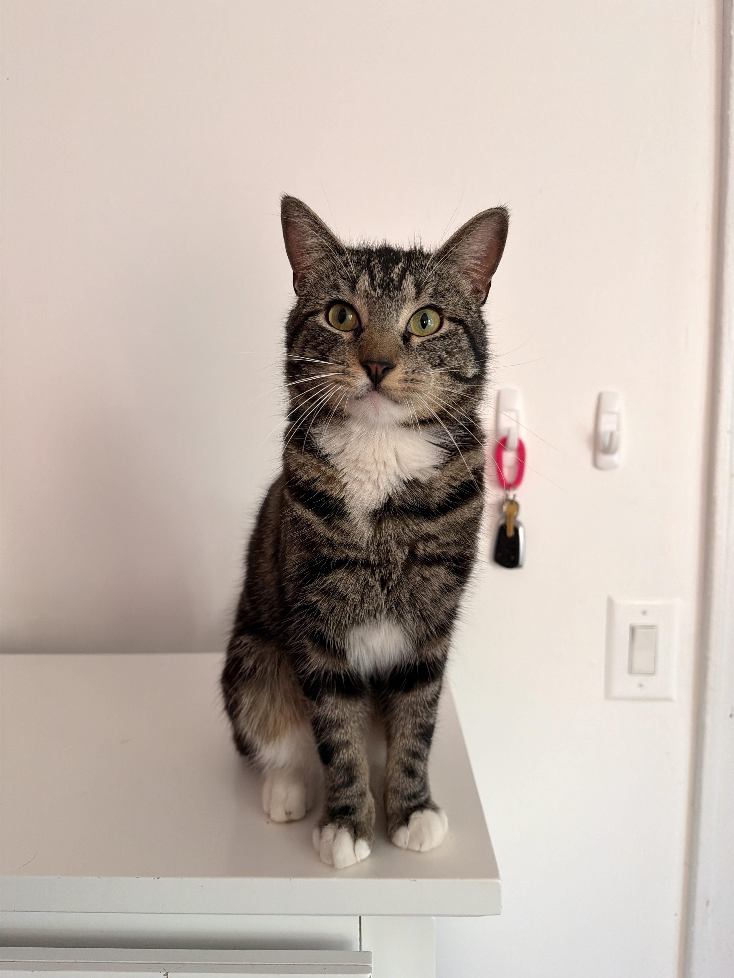 WOODY, ADOPTABLE, Young Male Tabby.