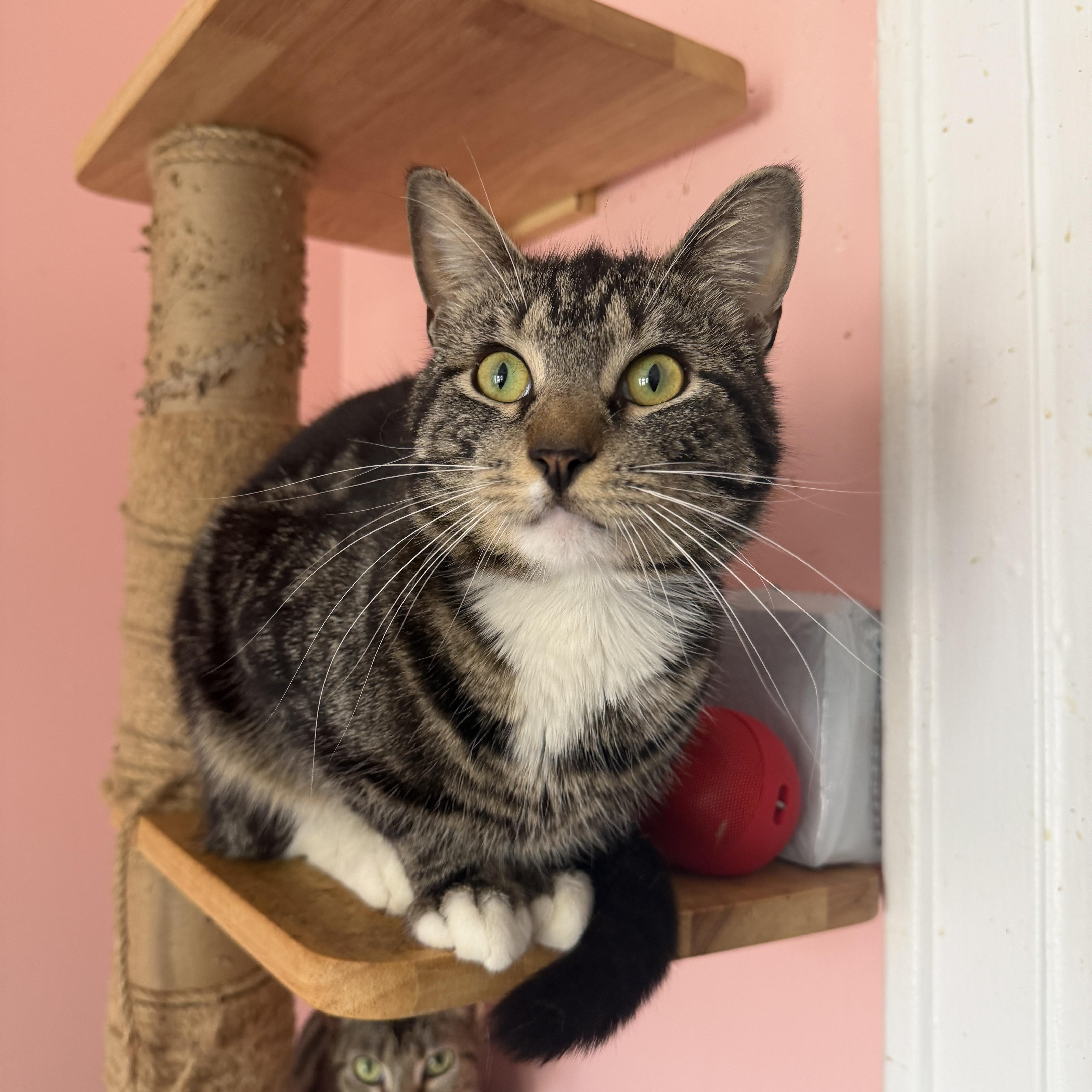 Enlarge WOODY, a ADOPTABLE Tabby in New York, NY image 2/2
