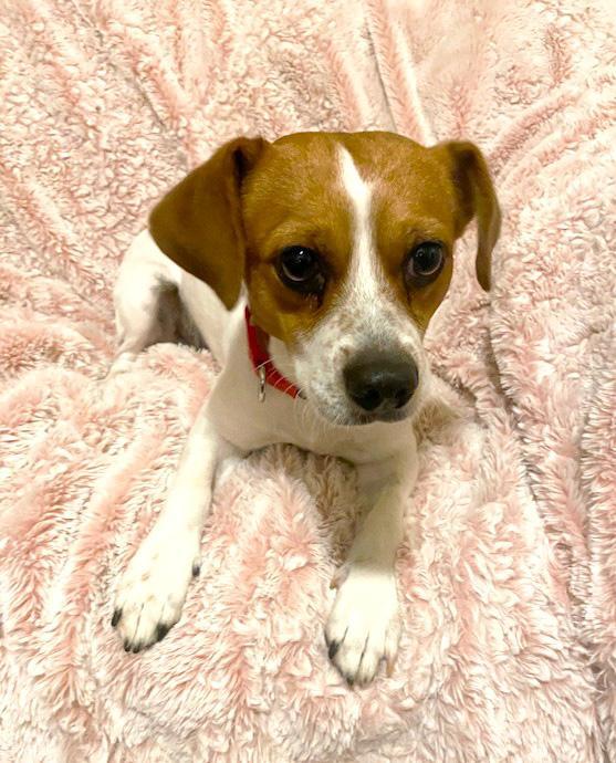 Enlarge Cooper, an adopted mixed breed in Southport, CT image 6/6