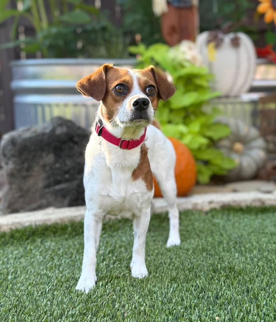 Enlarge Cooper, an adopted mixed breed in Southport, CT image 3/6