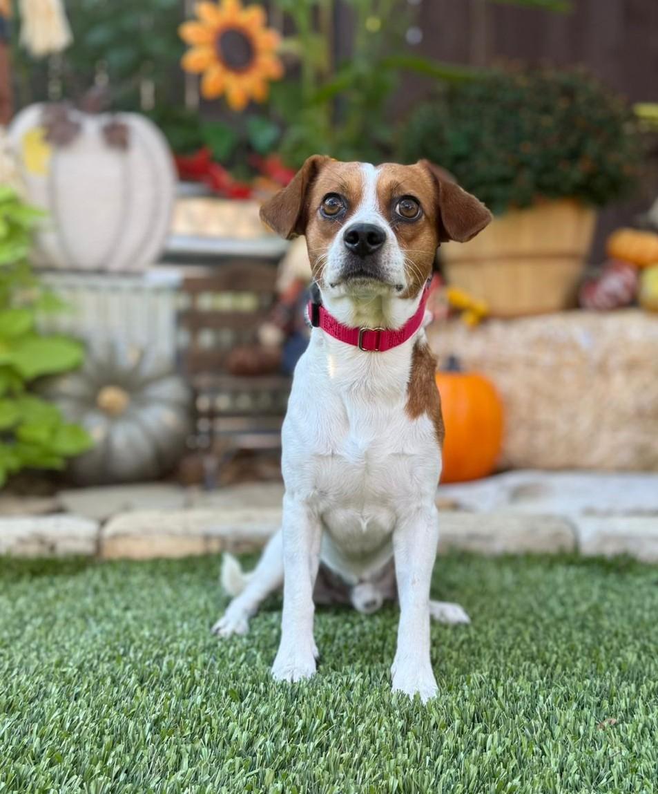Enlarge Cooper, an adopted mixed breed in Southport, CT image 4/6