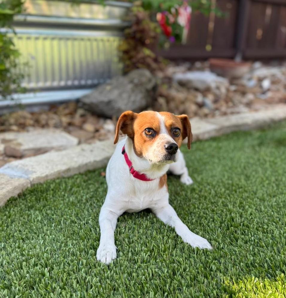 Enlarge Cooper, an adopted mixed breed in Southport, CT image 5/6
