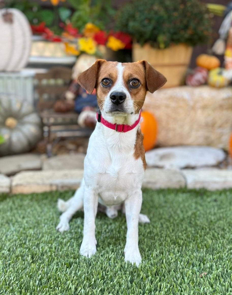 Cooper, Adoptable, Young Male Beagle.