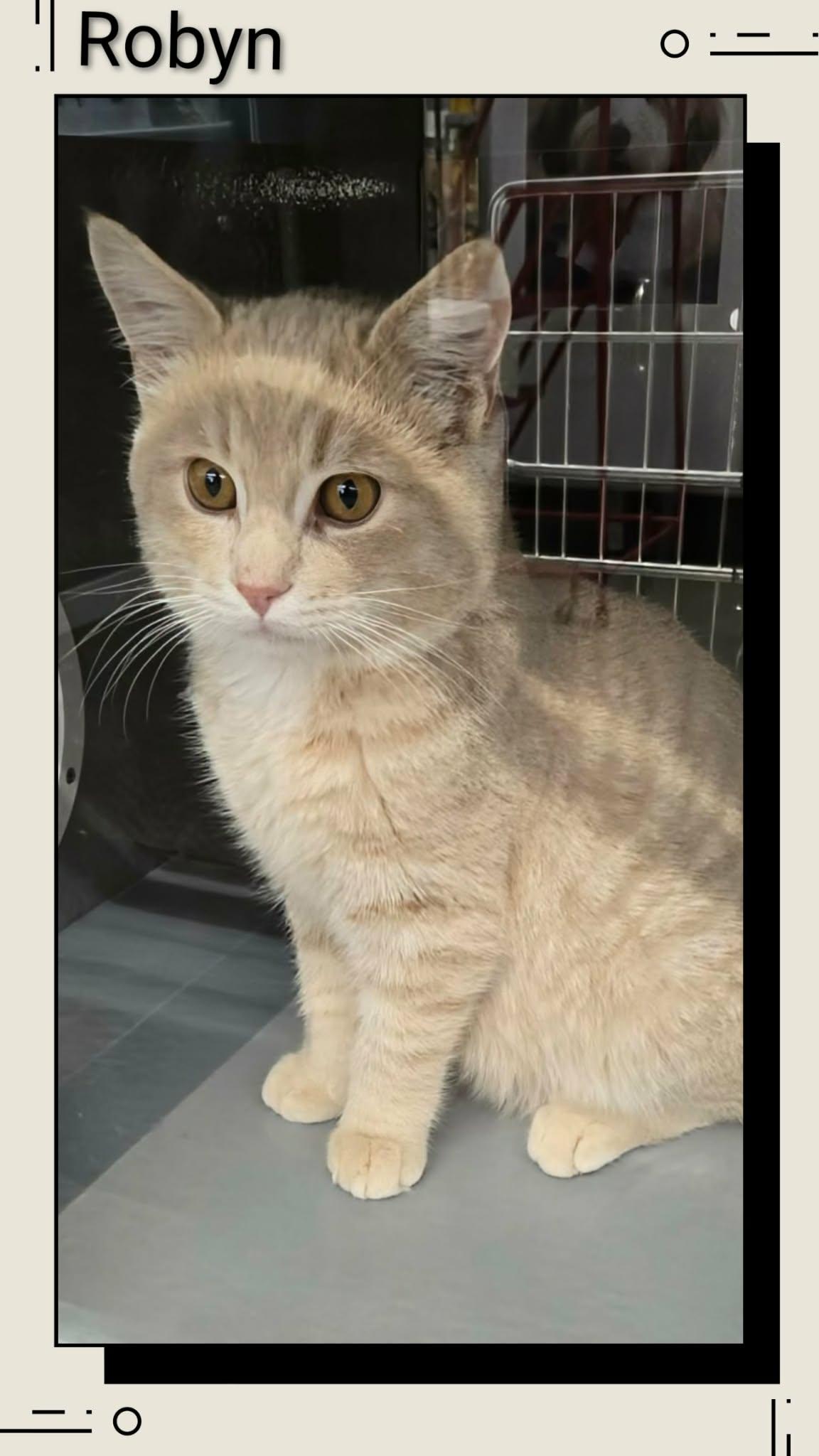 Robyn, Adopted, Young Male Domestic Short Hair.