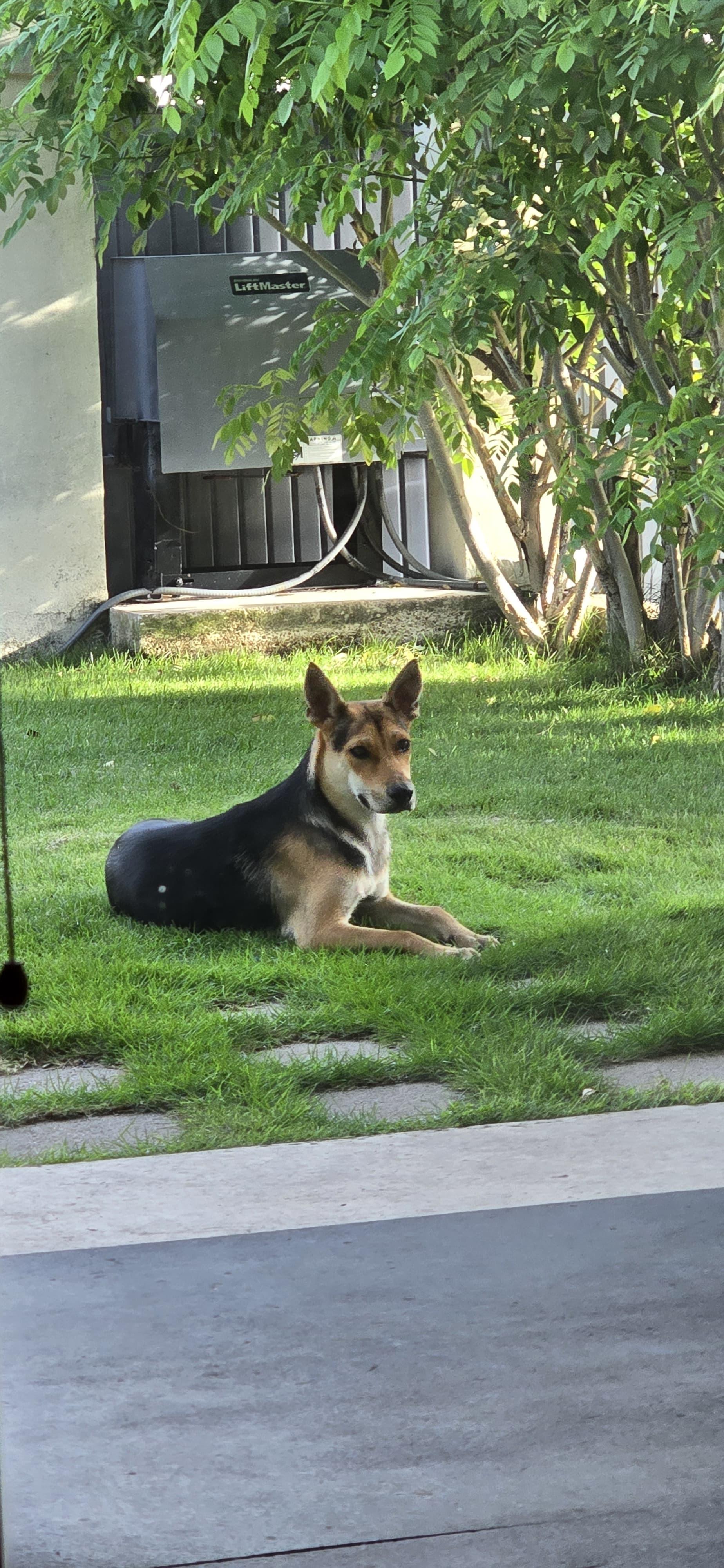 Enlarge Daisy, a Adoptable mixed breed in Wharton, TX image 5/6