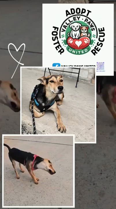 Enlarge Daisy, a Adoptable mixed breed in Wharton, TX video 2/6