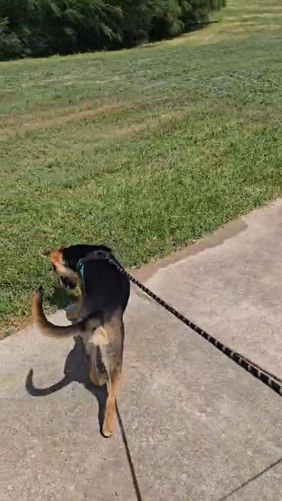 Enlarge Daisy, a Adoptable mixed breed in Wharton, TX video 6/6