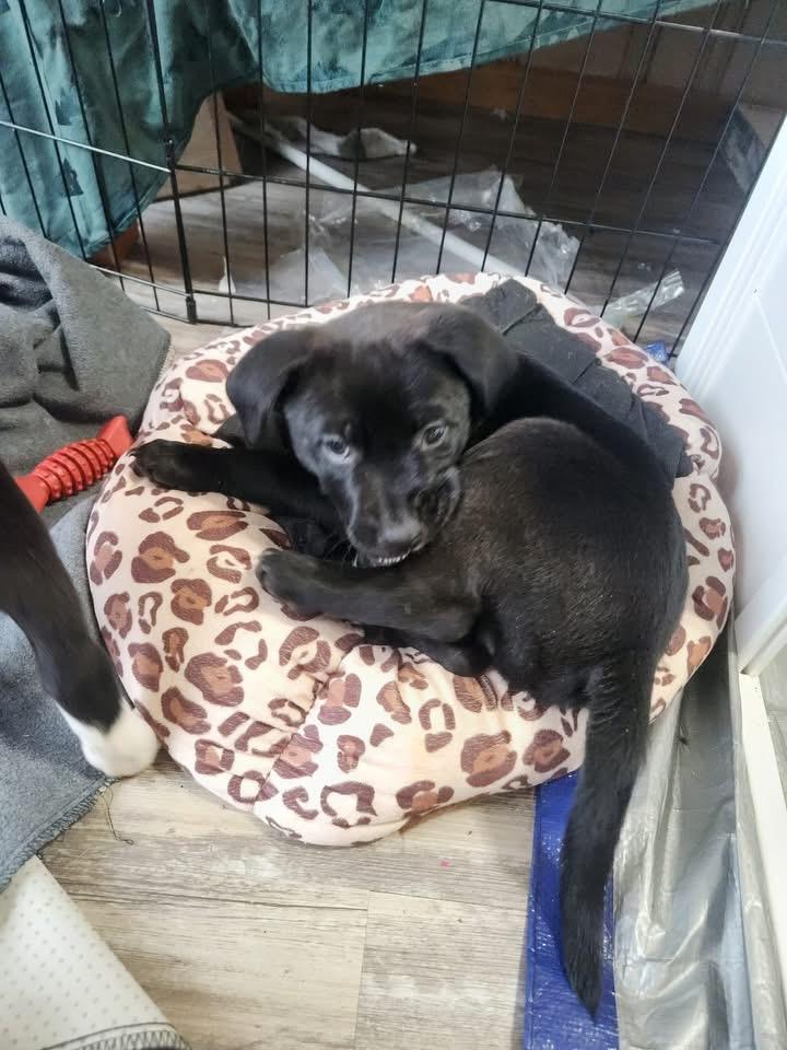 Enlarge Balsam, a Adoptable mixed breed in Berlin, NJ image 1/3