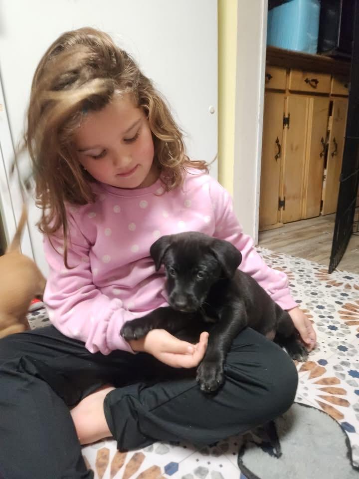 Enlarge Balsam, a Adoptable mixed breed in Berlin, NJ image 2/3