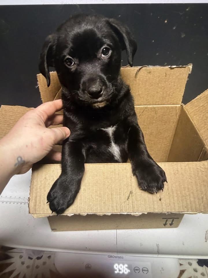 Enlarge Balsam, a Adoptable mixed breed in Berlin, NJ image 3/3