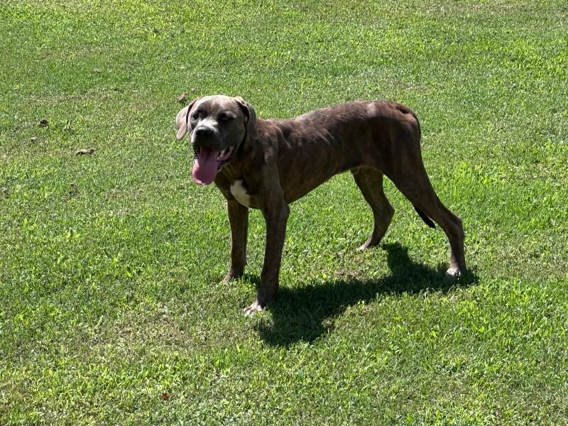 June Bug, Adoptable, Adult Male Pit Bull Terrier & Mixed Breed.