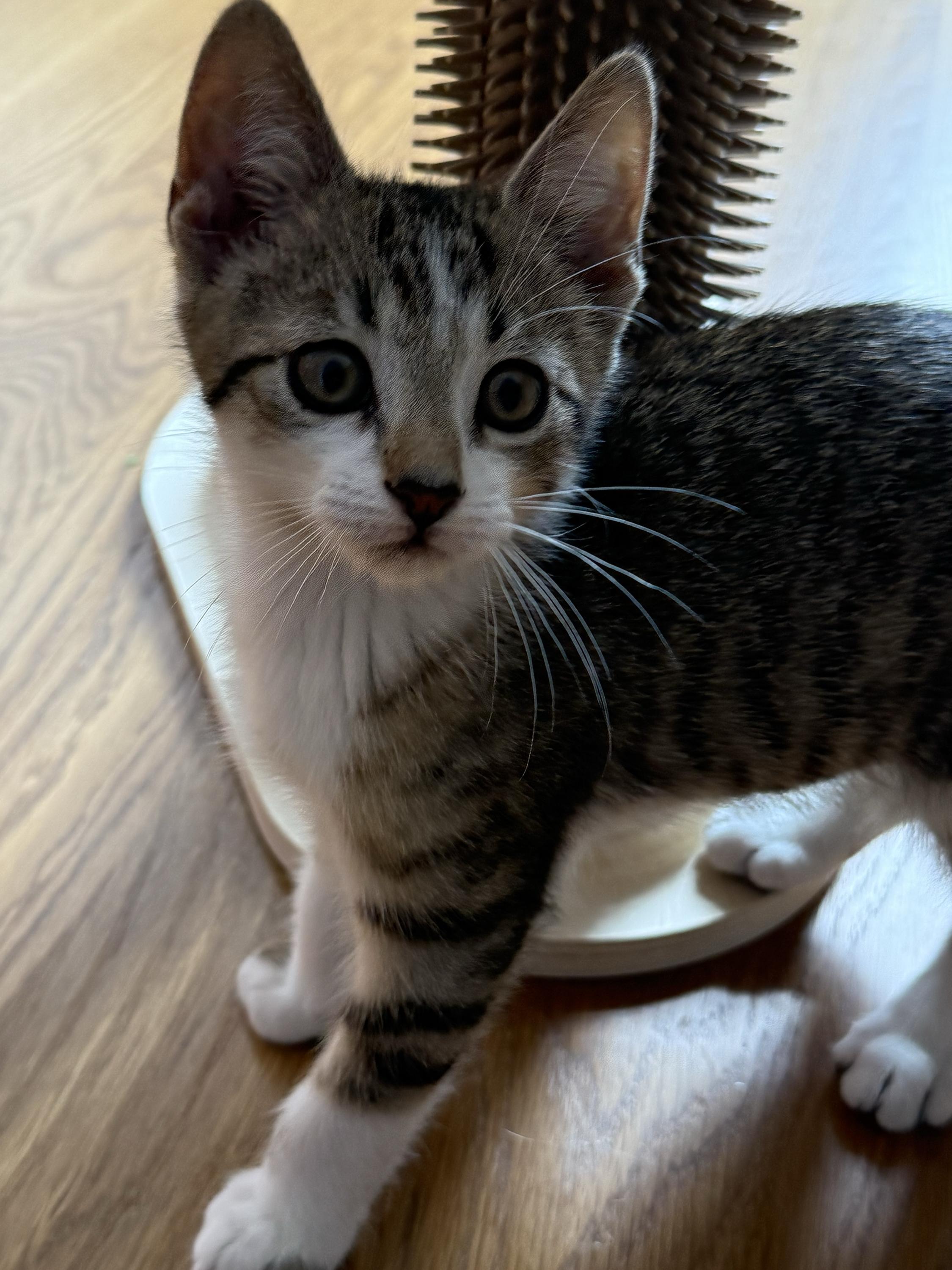 Eleven (bonded to Vecna), a ADOPTABLE Domestic Short Hair in Long Island City, NY image 3/6