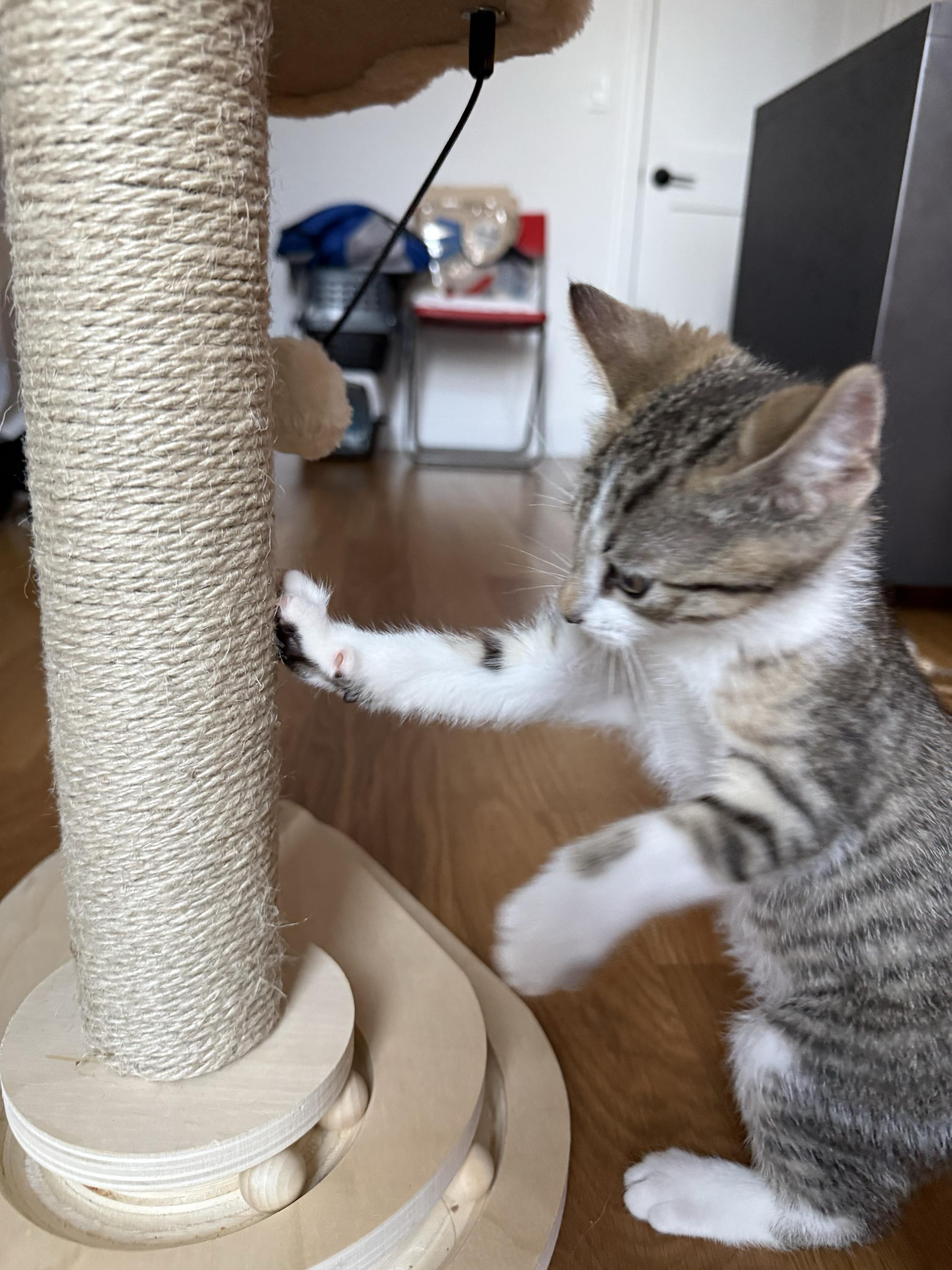 Eleven (bonded to Vecna), a ADOPTABLE Domestic Short Hair in Long Island City, NY image 2/6