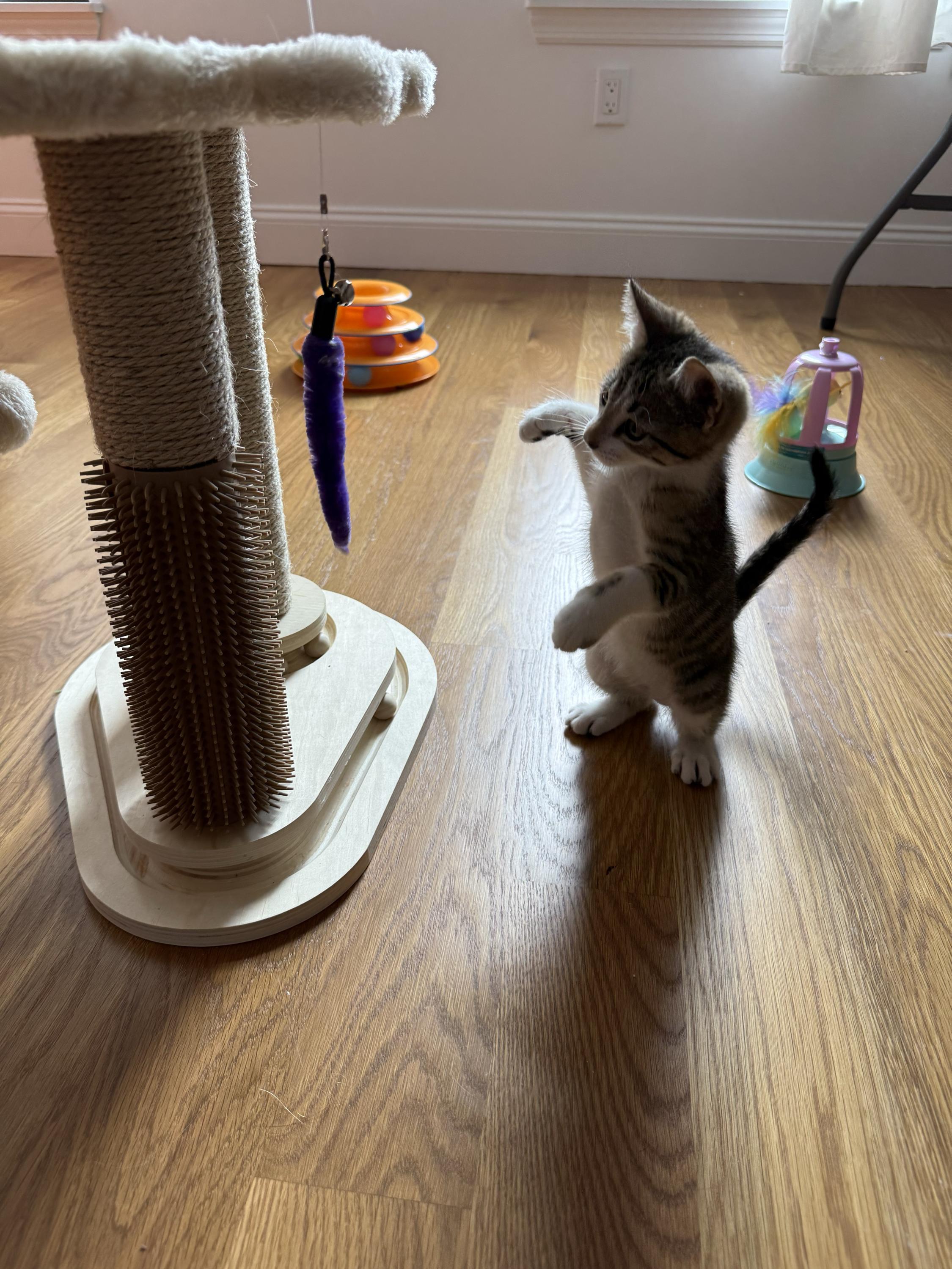 Eleven (bonded to Vecna), a ADOPTABLE Domestic Short Hair in Long Island City, NY image 4/6