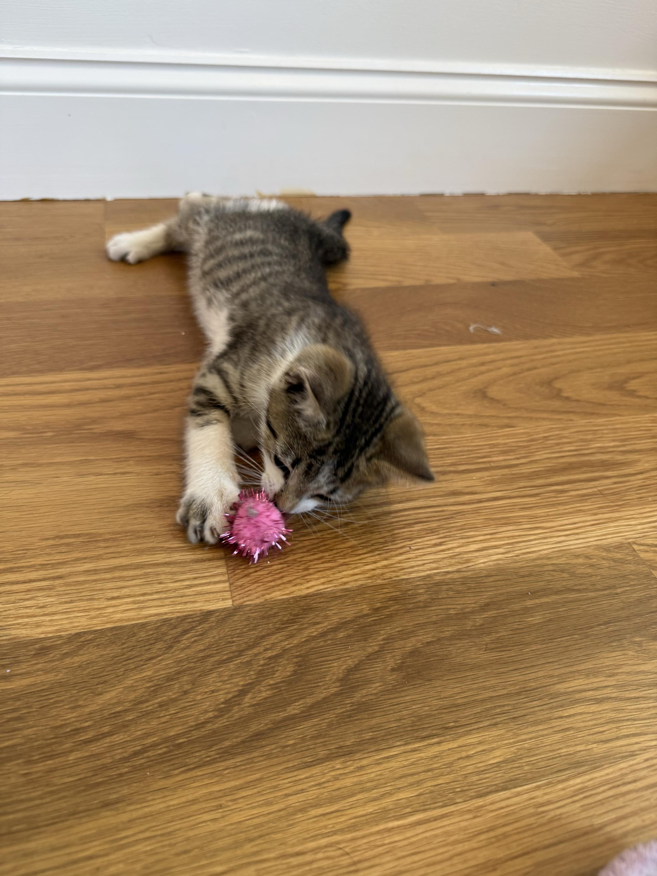 Eleven (bonded to Vecna), a ADOPTABLE Domestic Short Hair in Long Island City, NY image 5/6