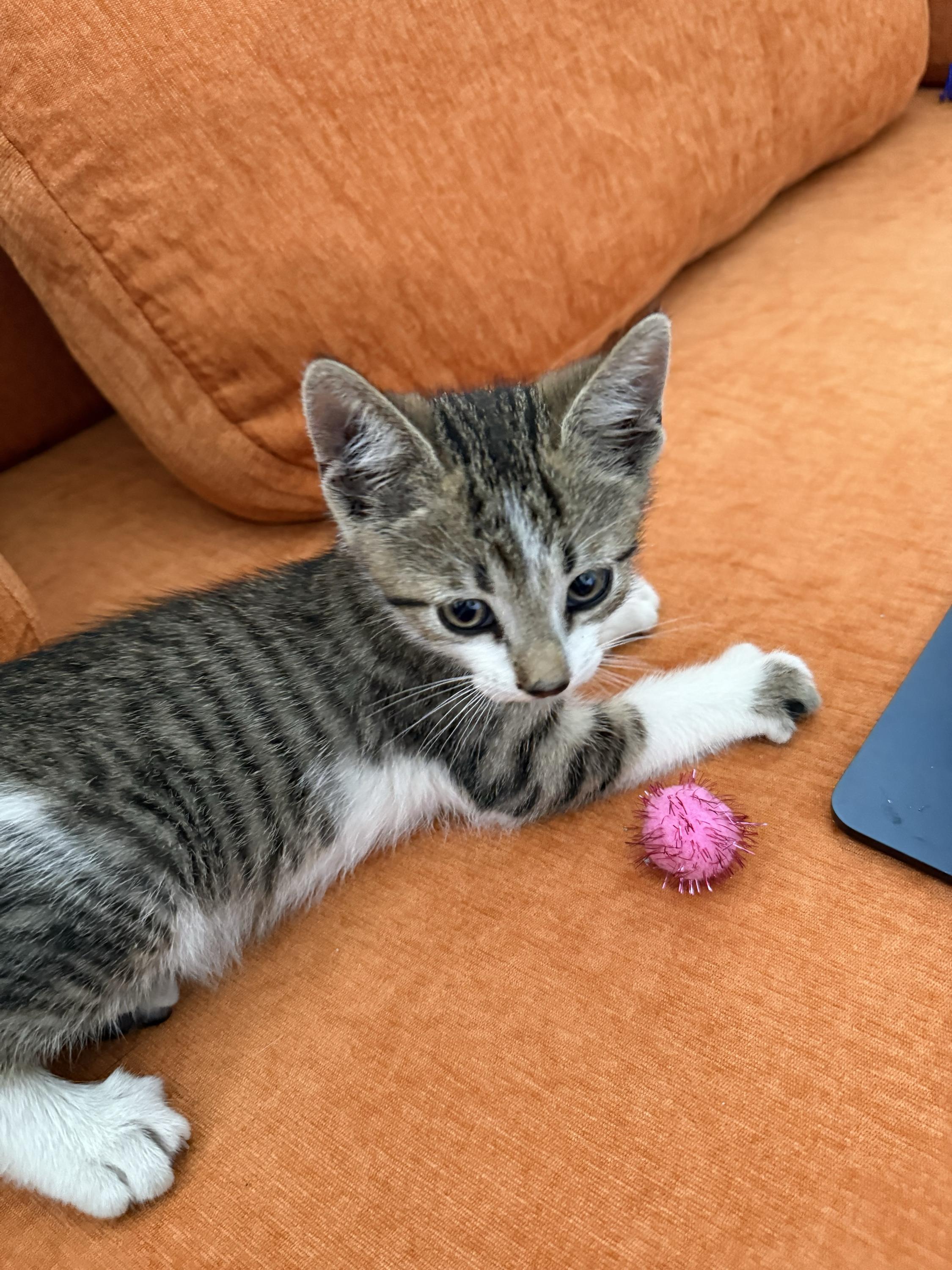 Eleven (bonded to Vecna), a ADOPTABLE Domestic Short Hair in Long Island City, NY image 1/6