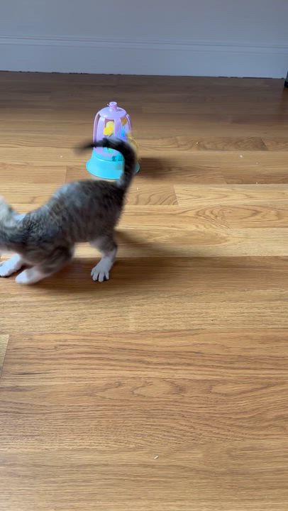 Enlarge Eleven (bonded to Vecna), a ADOPTABLE Domestic Short Hair in Long Island City, NY video 6/6
