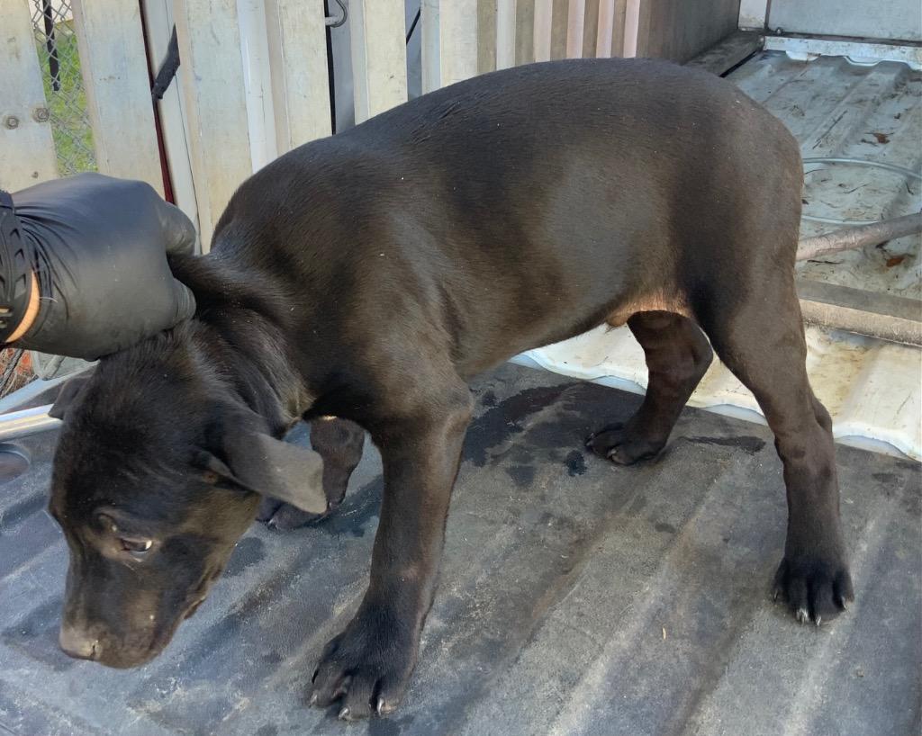 Rabbit, Adoptable, Young Male Mixed Breed.