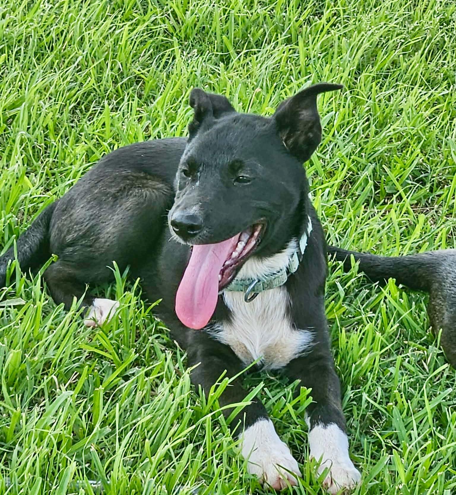 Kayley, a Adoptable mixed breed in Brattleboro , VT image 3/6