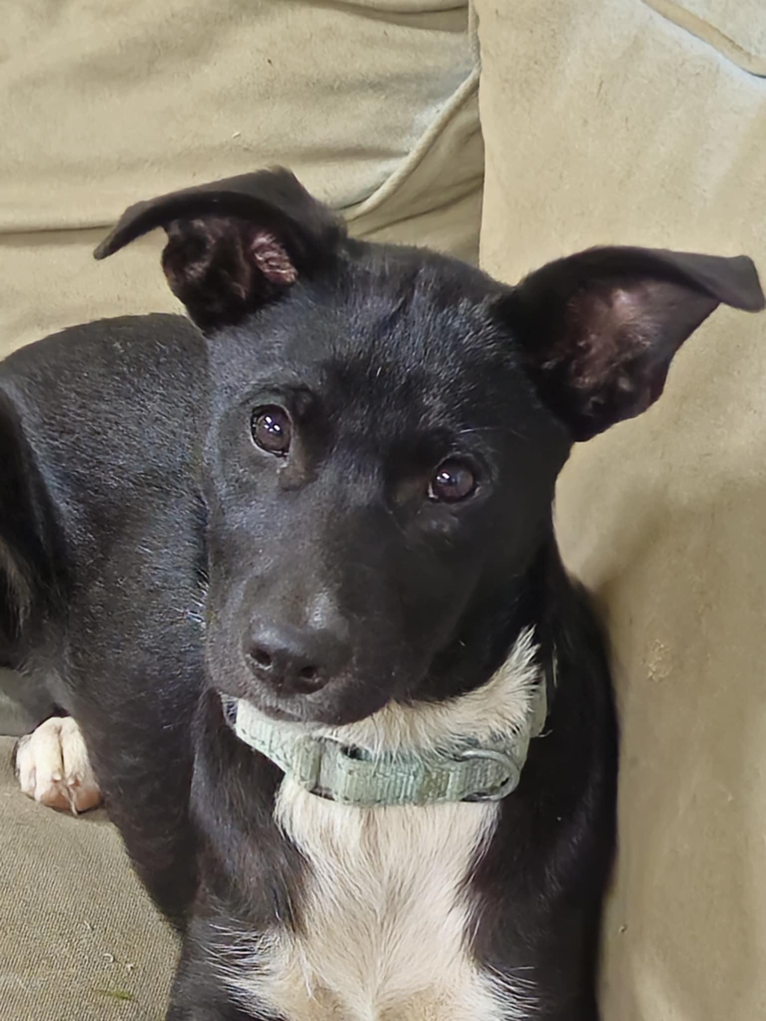 Kayley, a Adoptable mixed breed in Brattleboro , VT image 6/6