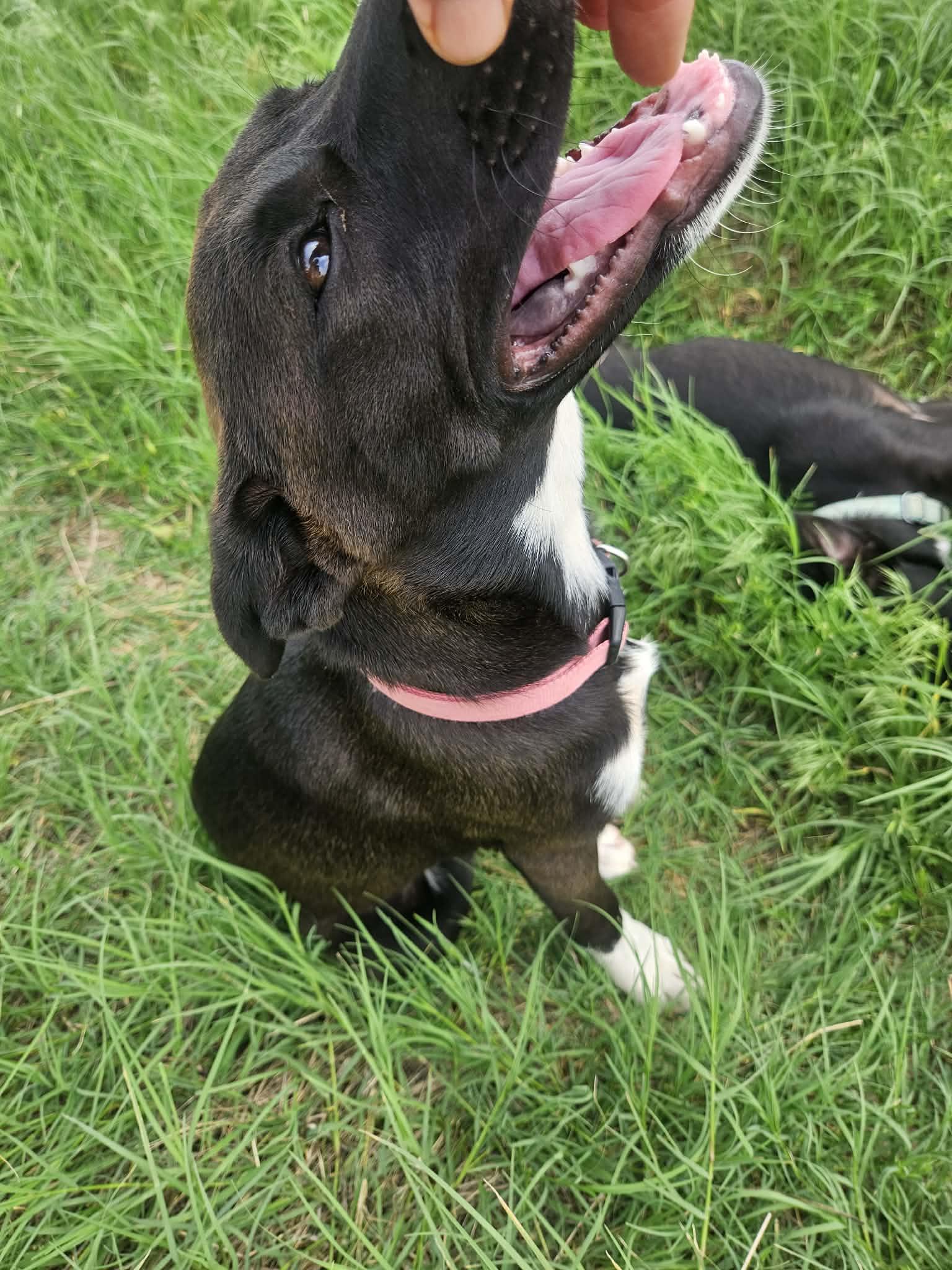 Kayley, a Adoptable mixed breed in Brattleboro , VT image 4/6