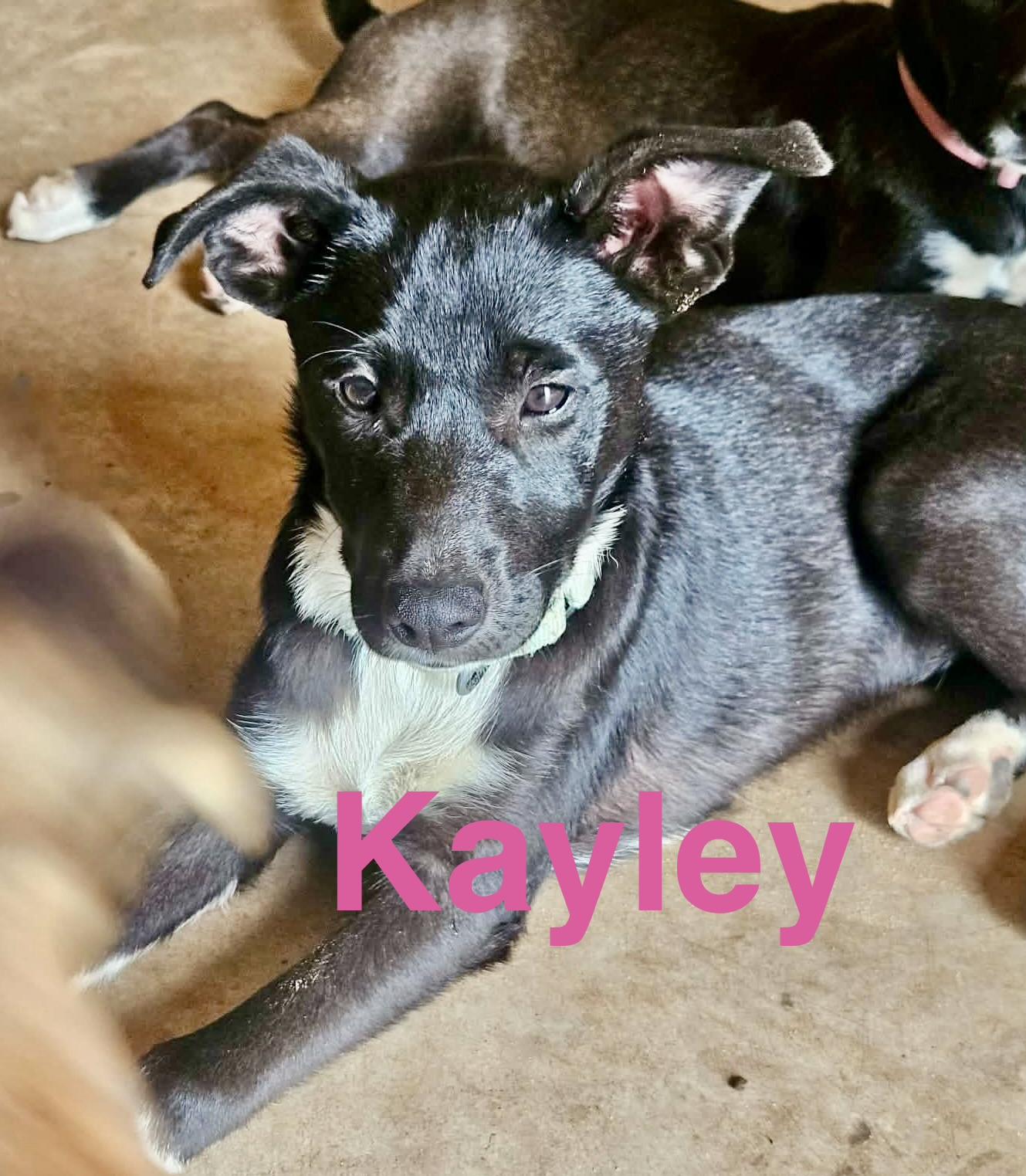 Kayley, Adoptable, Puppy Female Border Collie.
