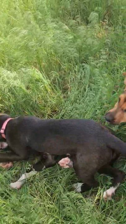 Enlarge Kayley, a Adoptable mixed breed in Brattleboro , VT video 2/6