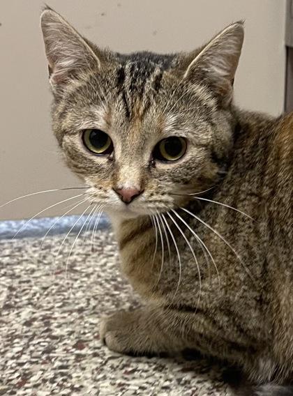 Scribbles, a Adoptable mixed breed in Detroit, MI image 1/6