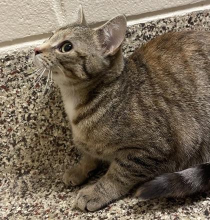 Scribbles, a Adoptable mixed breed in Detroit, MI image 4/6