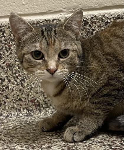 Scribbles, a Adoptable mixed breed in Detroit, MI image 6/6