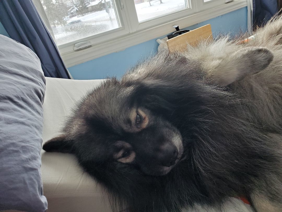 Atlas, Adopted, Adult Male Keeshond.