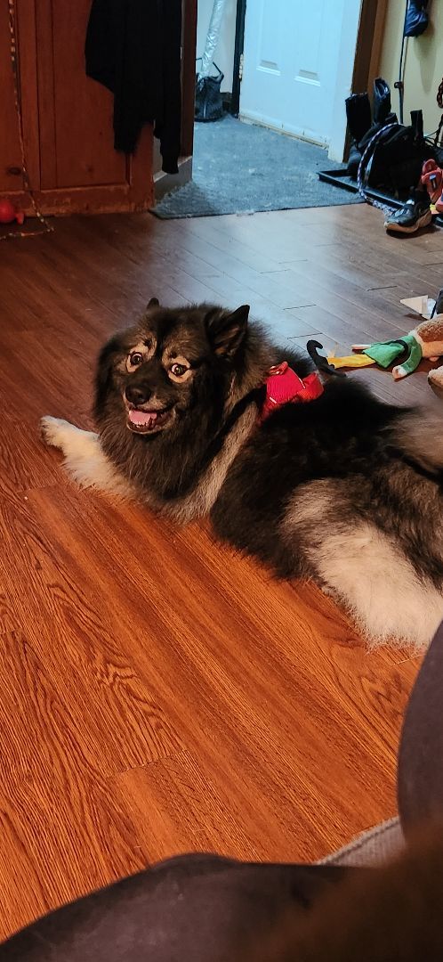 Atlas, a Adopted Keeshond in Belleville, ON image 2/4