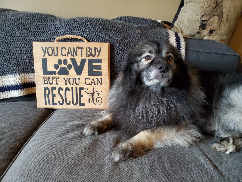 Atlas, Adopted, Adult Male Keeshond.