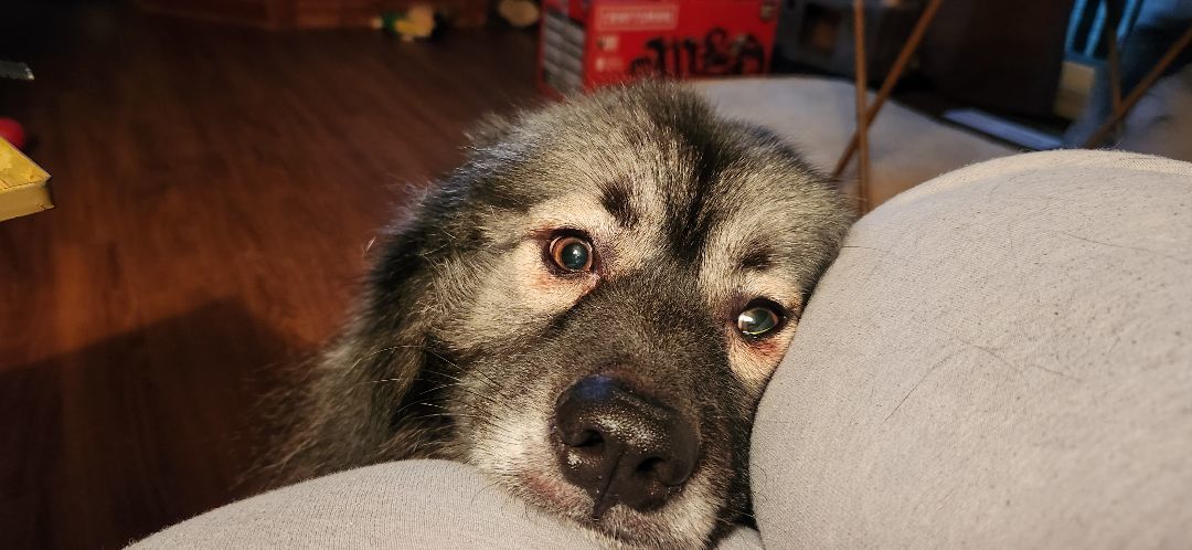 Atlas, a Adopted Keeshond in Belleville, ON image 4/4