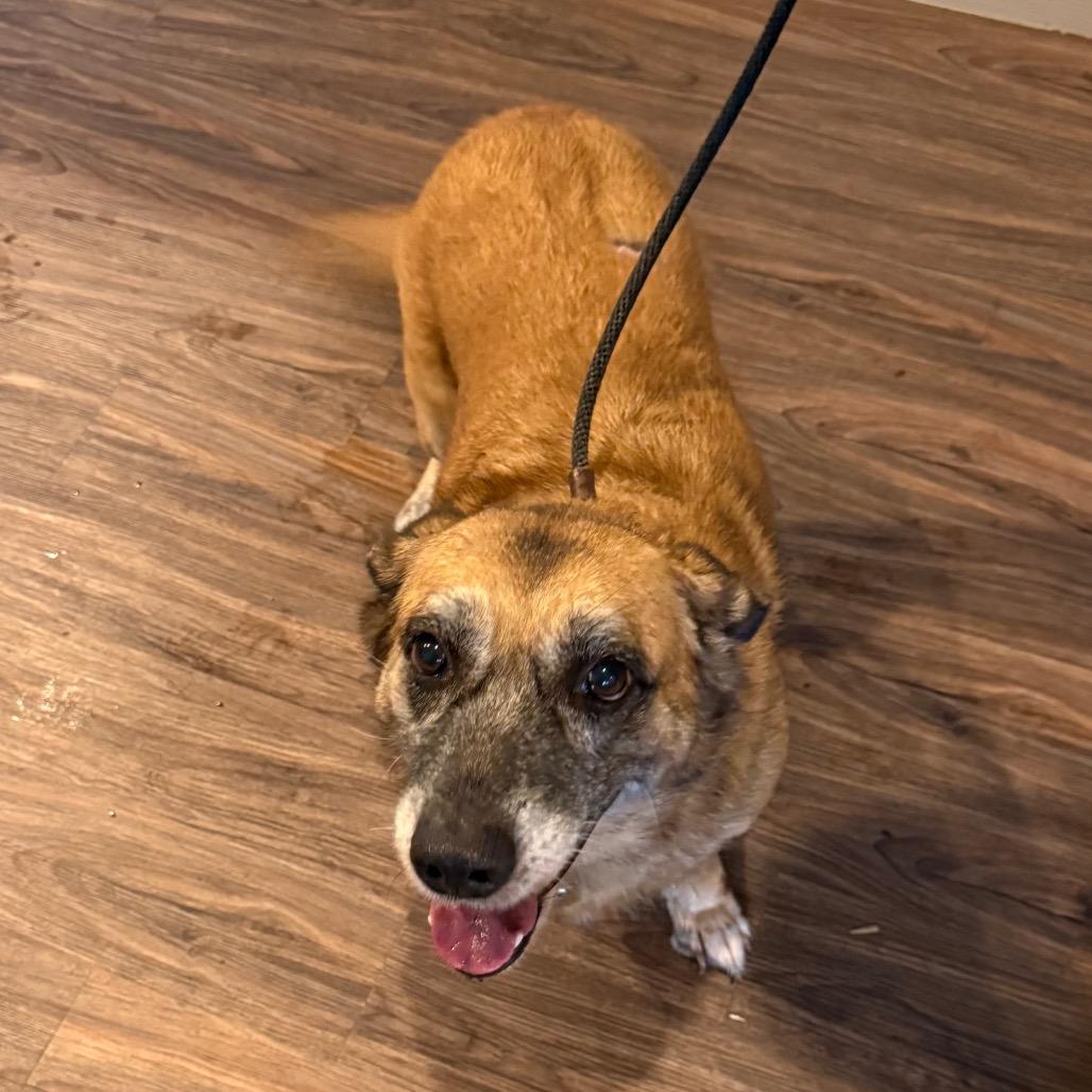 Canela 1128, Adoptable, Senior Female Cardigan Welsh Corgi & Shepherd.