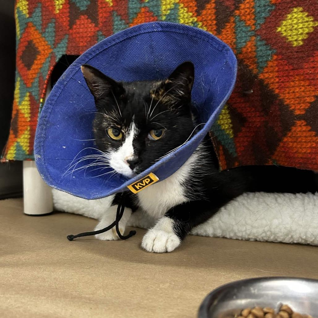 Enlarge Cherry/Chloe, a Adoptable Domestic Short Hair in Greenville, SC image 1/6