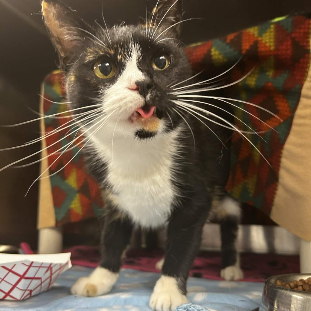 Enlarge Cherry/Chloe, a Adoptable Domestic Short Hair in Greenville, SC image 2/6