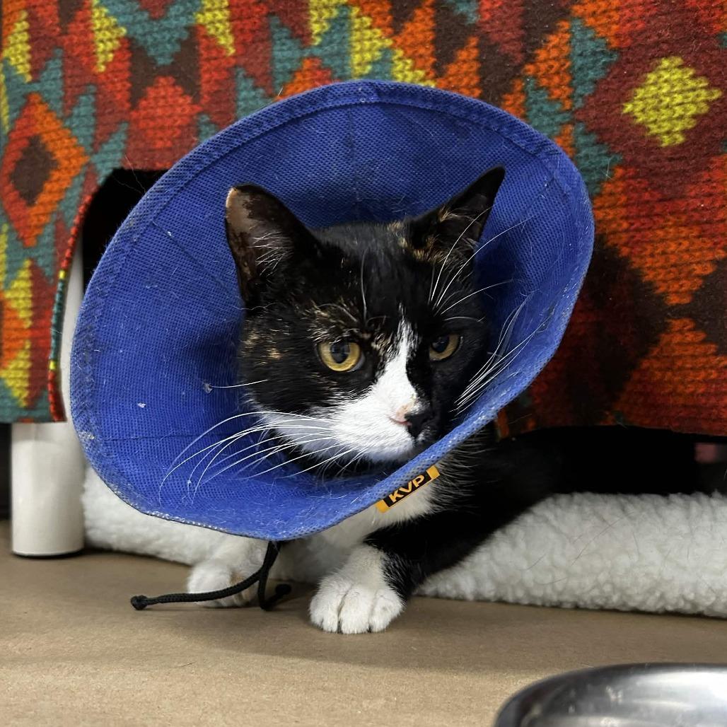 Enlarge Cherry/Chloe, a Adoptable Domestic Short Hair in Greenville, SC image 3/6