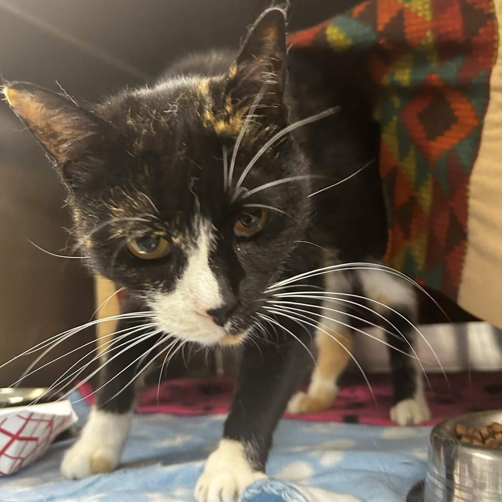 Enlarge Cherry/Chloe, a Adoptable Domestic Short Hair in Greenville, SC image 4/6
