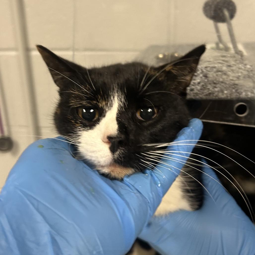 Enlarge Cherry/Chloe, a Adoptable Domestic Short Hair in Greenville, SC image 5/6