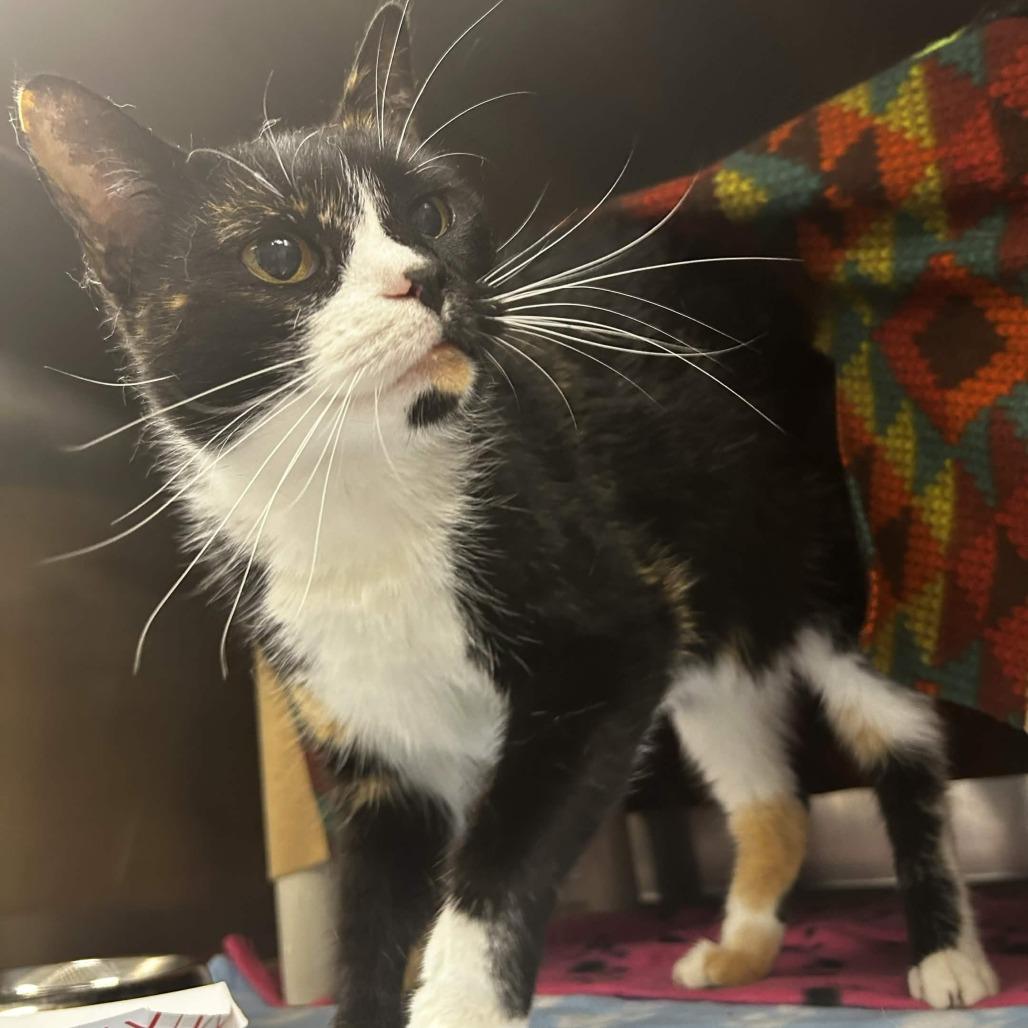 Enlarge Cherry/Chloe, a Adoptable Domestic Short Hair in Greenville, SC image 6/6
