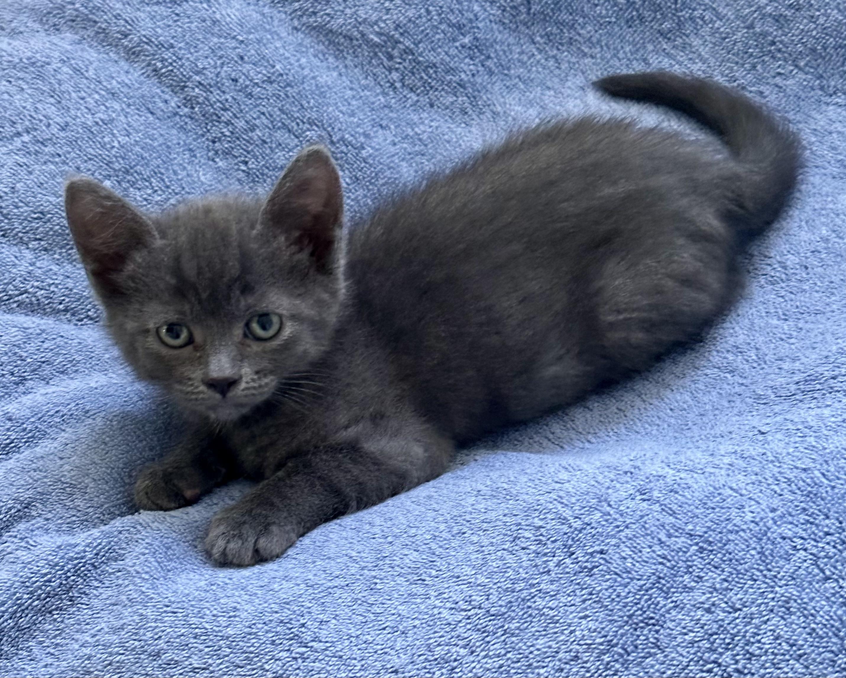 Jack n' Poppy, a ADOPTABLE mixed breed in Stamford, CT image 4/5