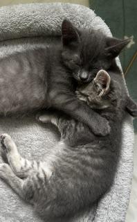 Jack n' Poppy, a ADOPTABLE mixed breed in Stamford, CT image 2/5
