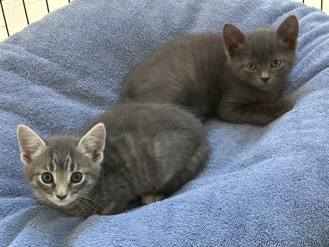 Jack n' Poppy, a ADOPTABLE mixed breed in Stamford, CT image 3/5
